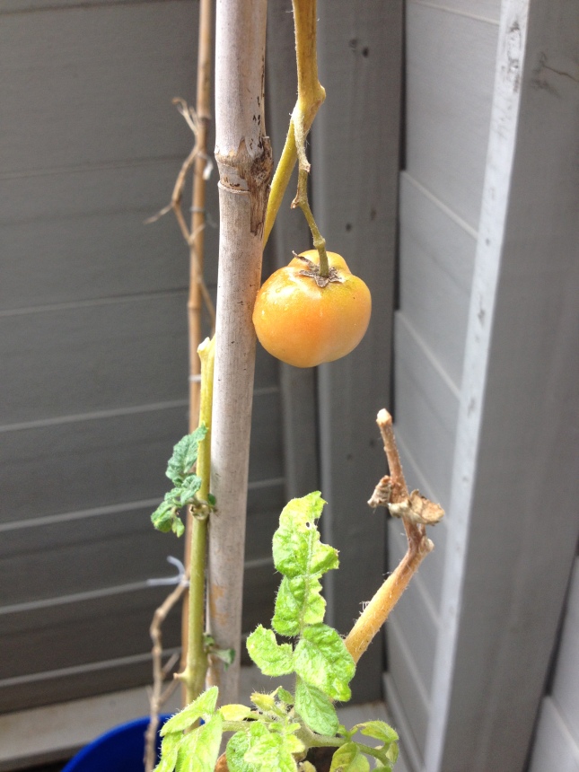 The one, lonely winter-surviving tomato. 