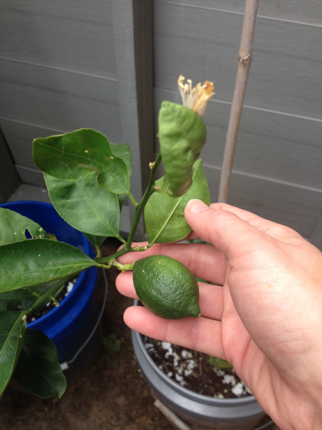 An unripe Meyer lemon. When ripe, it will be four times that size and yellow. 