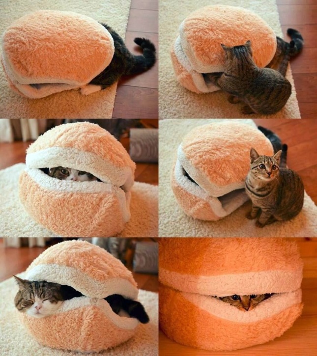 Cat sandwich. Perfectly normal, right? 