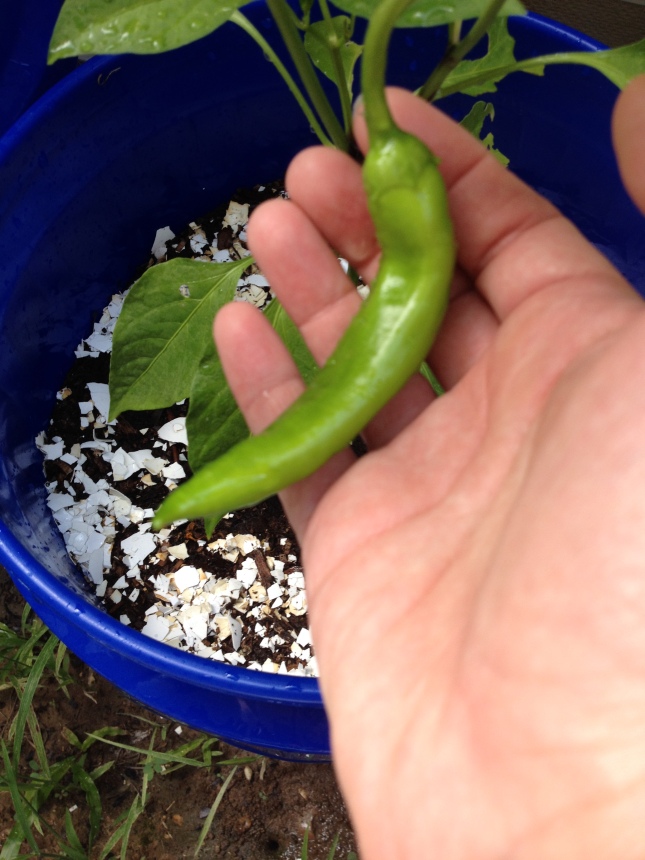 Anaheim chili pepper. You've seen these, right? 