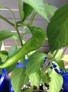 Not really a "Hatch" chile, since it wasn't grown in Hatch, NM. But close.