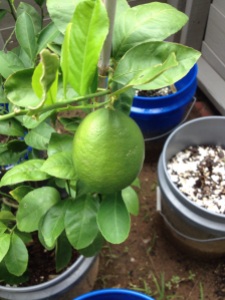Meyer lemon, slowly ripening. I can't wait!!
