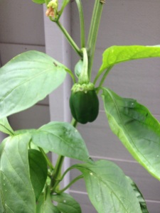 My new little green bell pepper. Isn't it cute? It's growing up so fast. 