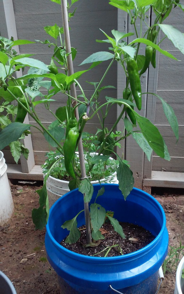 There are 12 peppers in various stages of development on this plant. 