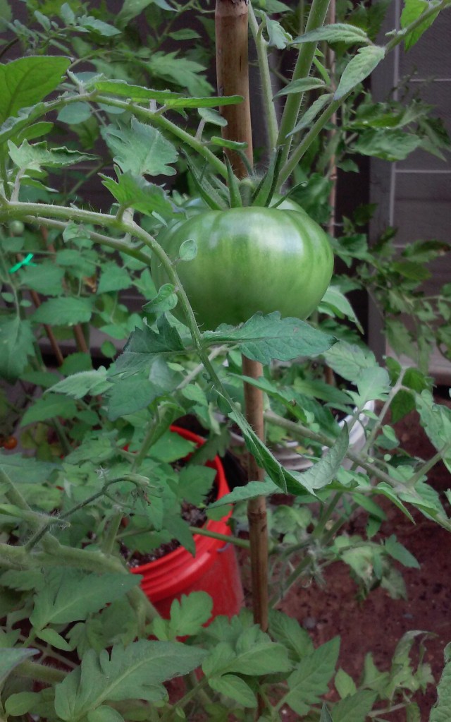 The Cherokee Purple tomato--I can't wait! 