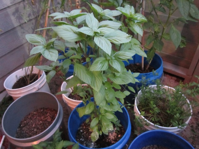 The unspecified basil plant