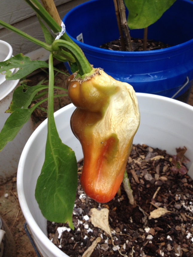 The red bell pepper that almost was. 